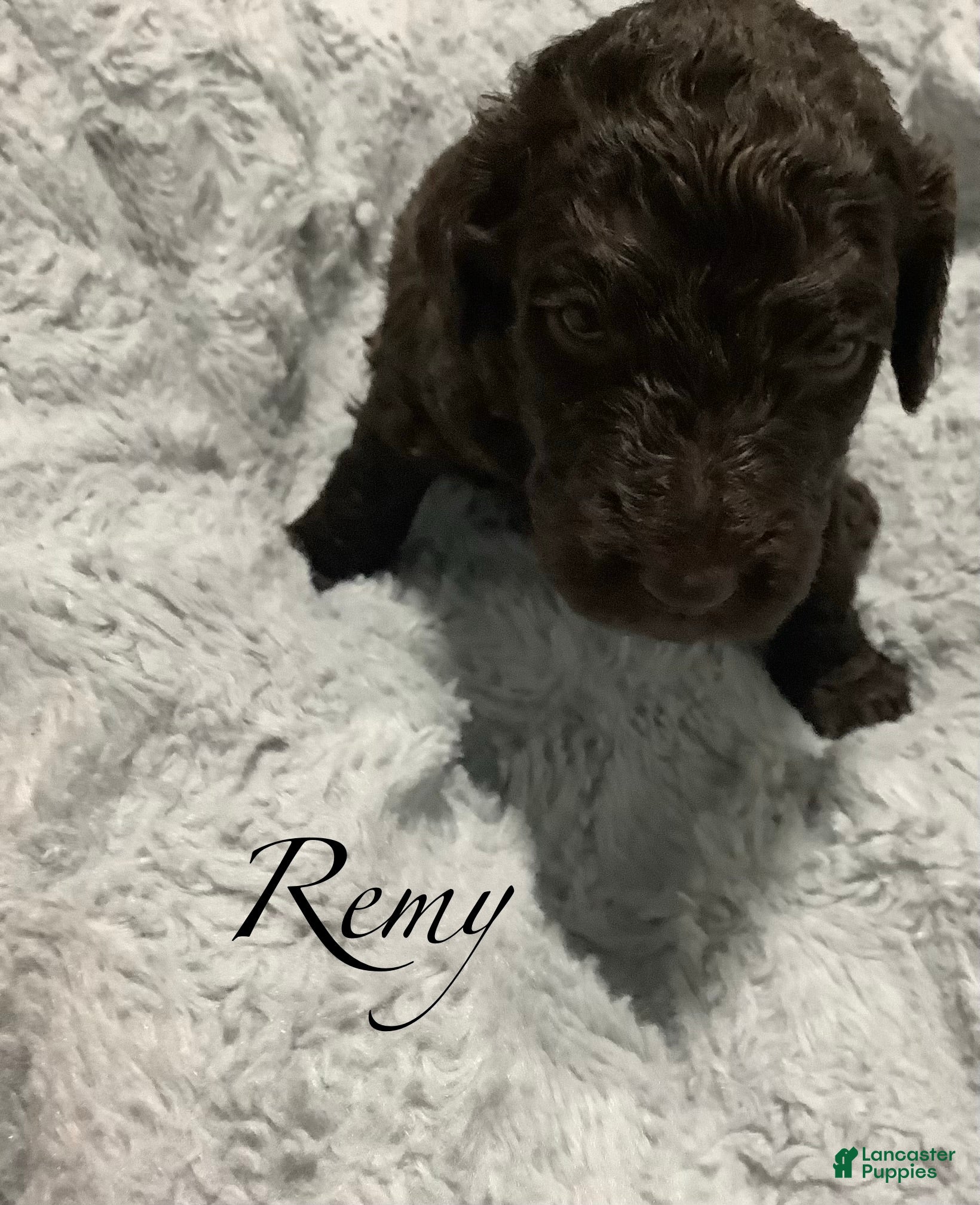 Standard Poodle dogs Standard Poodle Puppy 3 - Ad 2