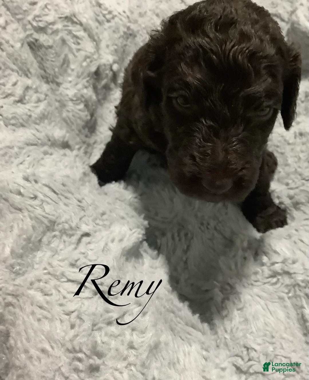 Standard Poodle dogs for sale: Standard Poodle Puppy 3 - Ad 2