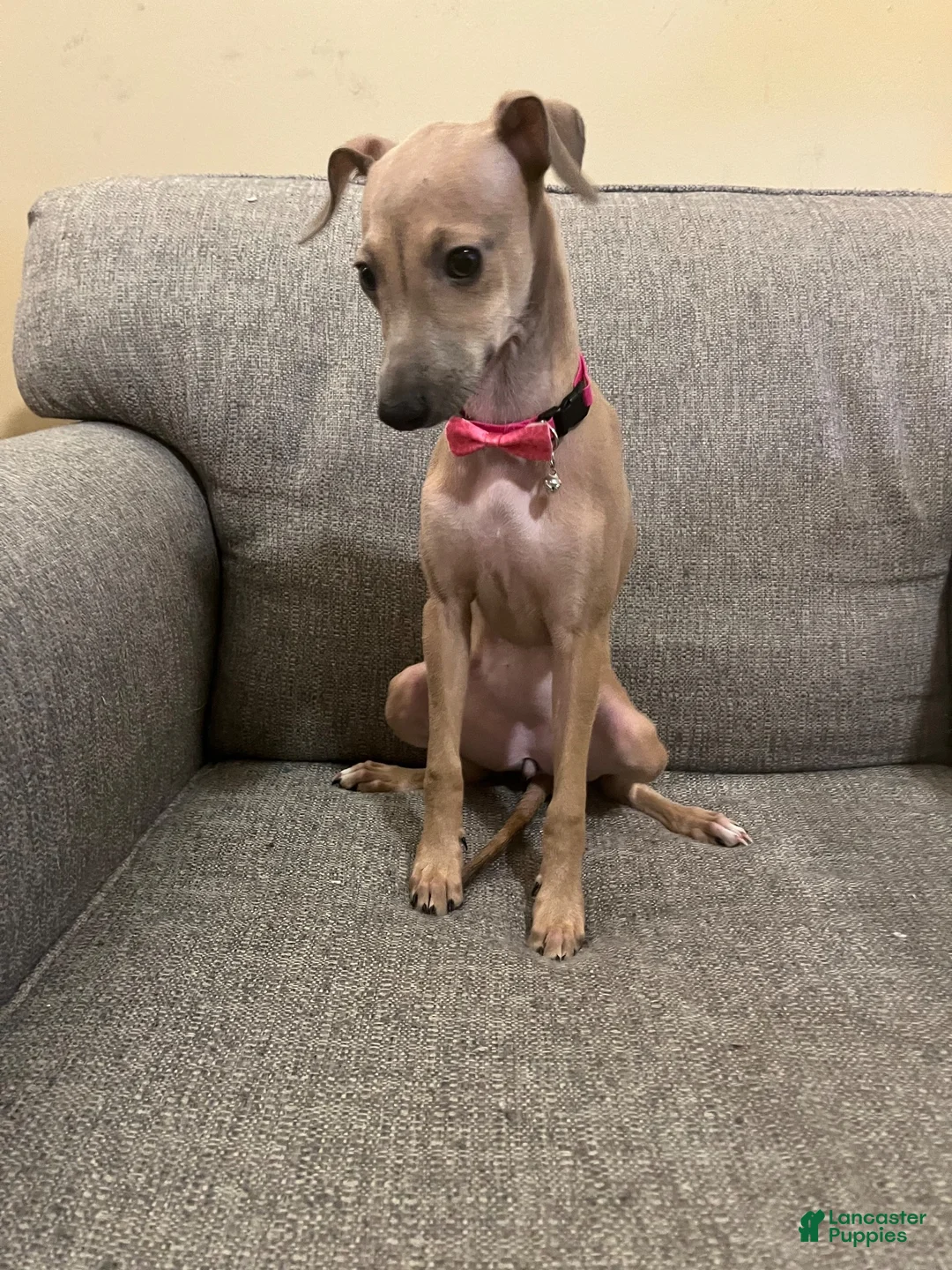 Italian Greyhound dogs for sale: Champagne  - Ad 1