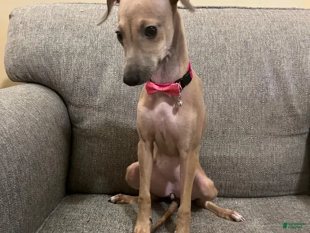 Italian Greyhound dogs for sale: Champagne - Ad 1