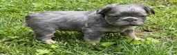 French Bulldog dogs for sale: Oscar - Ad 5