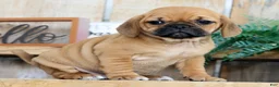 Puggle dogs for sale: Oscar - Ad 4