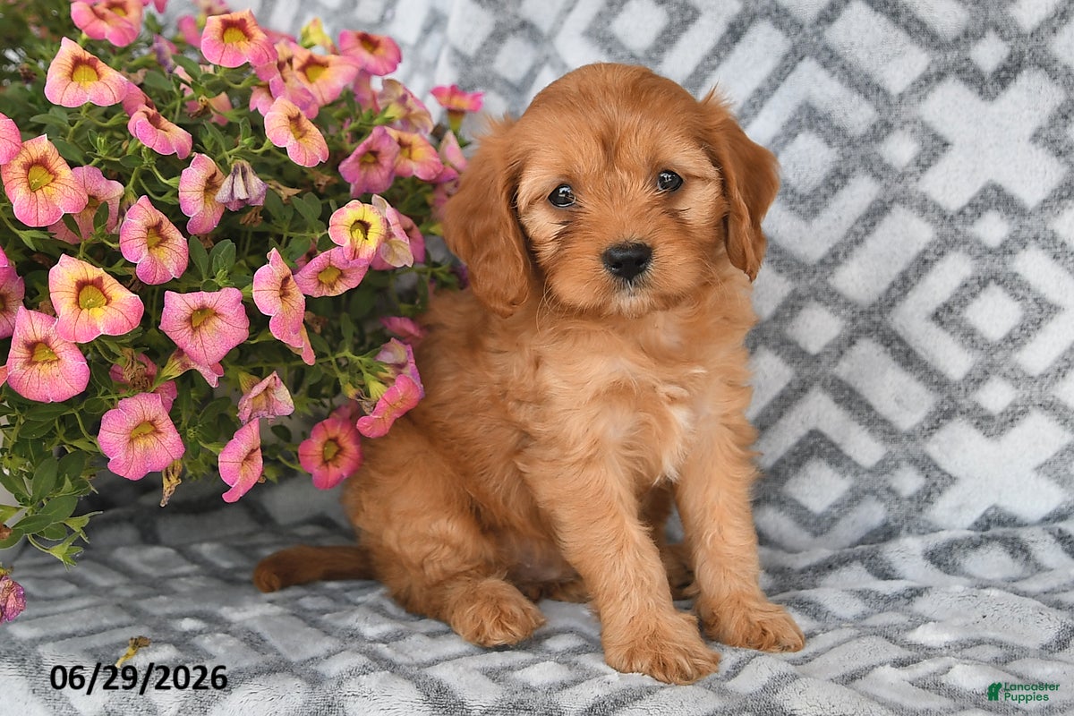 Cavapoo dogs Tilly - Ad 2