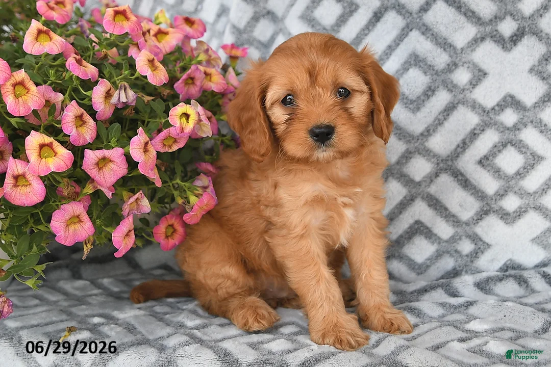 Cavapoo dogs for sale: Tilly - Ad 2