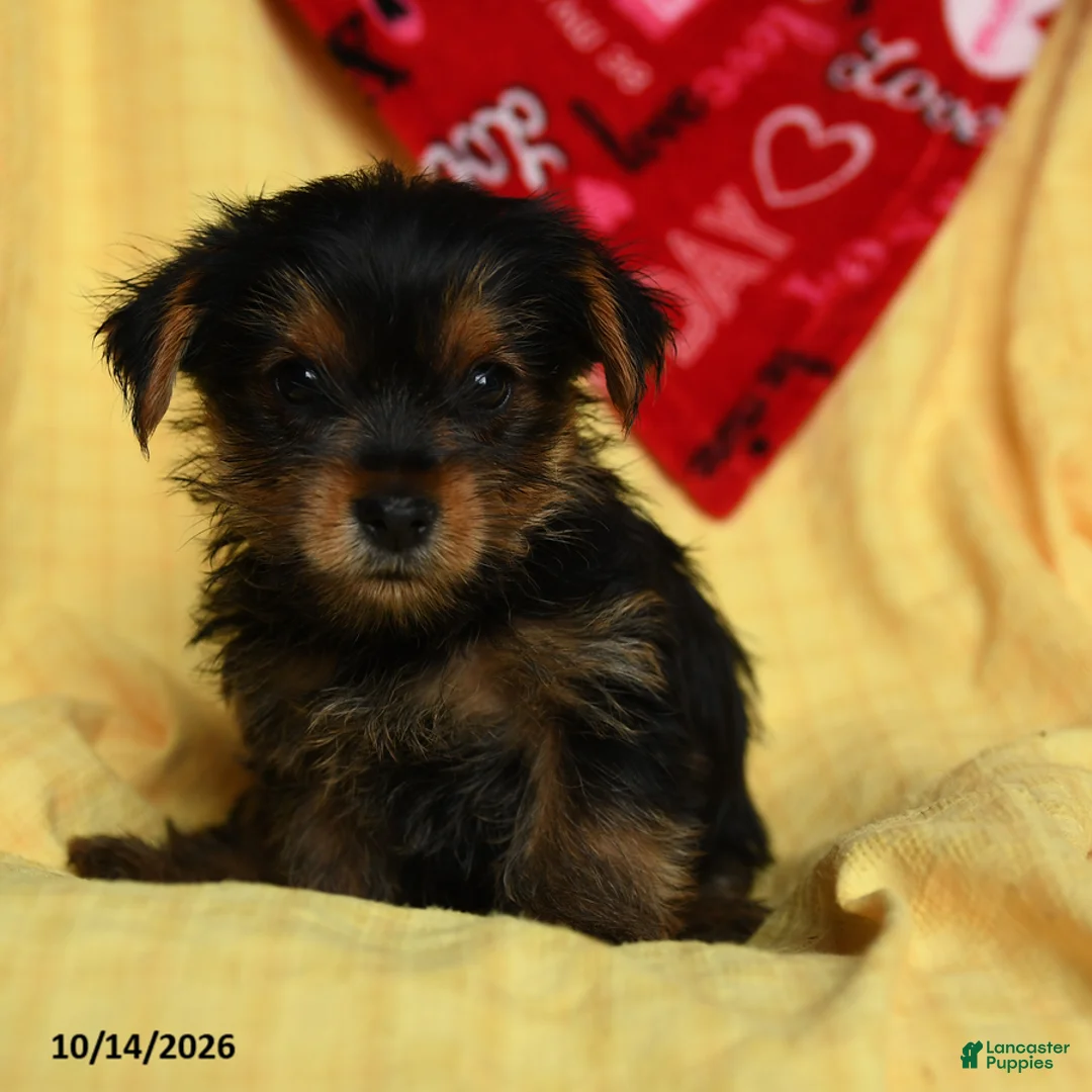 Yorkshire Terrier dogs for sale: Cash - Ad 5