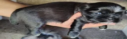Shih Tzu dogs for sale: Shih Tzu Puppy 2 - Ad 2