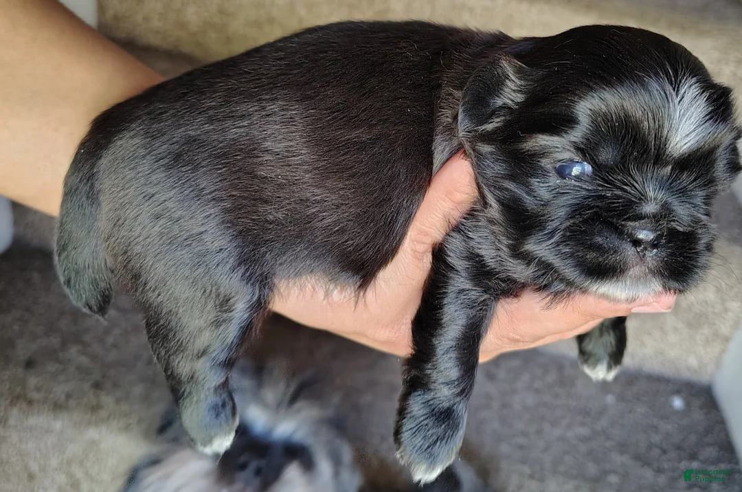 Shih Tzu dogs for sale: Shih Tzu Puppy 2 - Ad 2