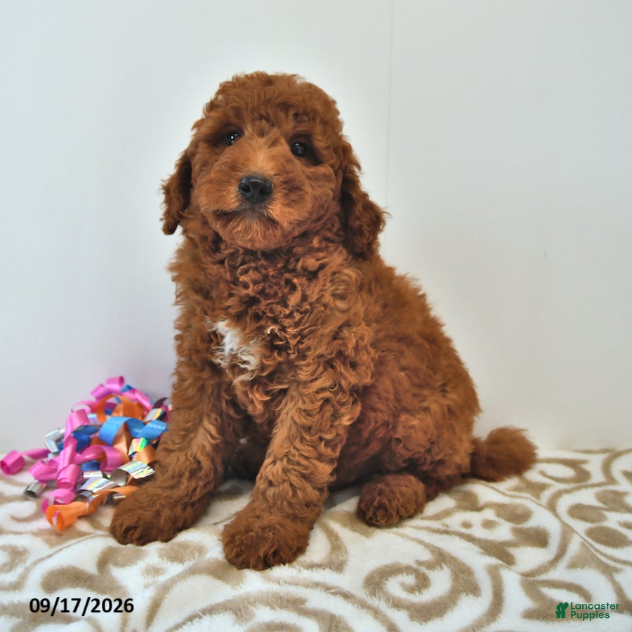 Mini Goldendoodle dogs Bentley - Ad 2