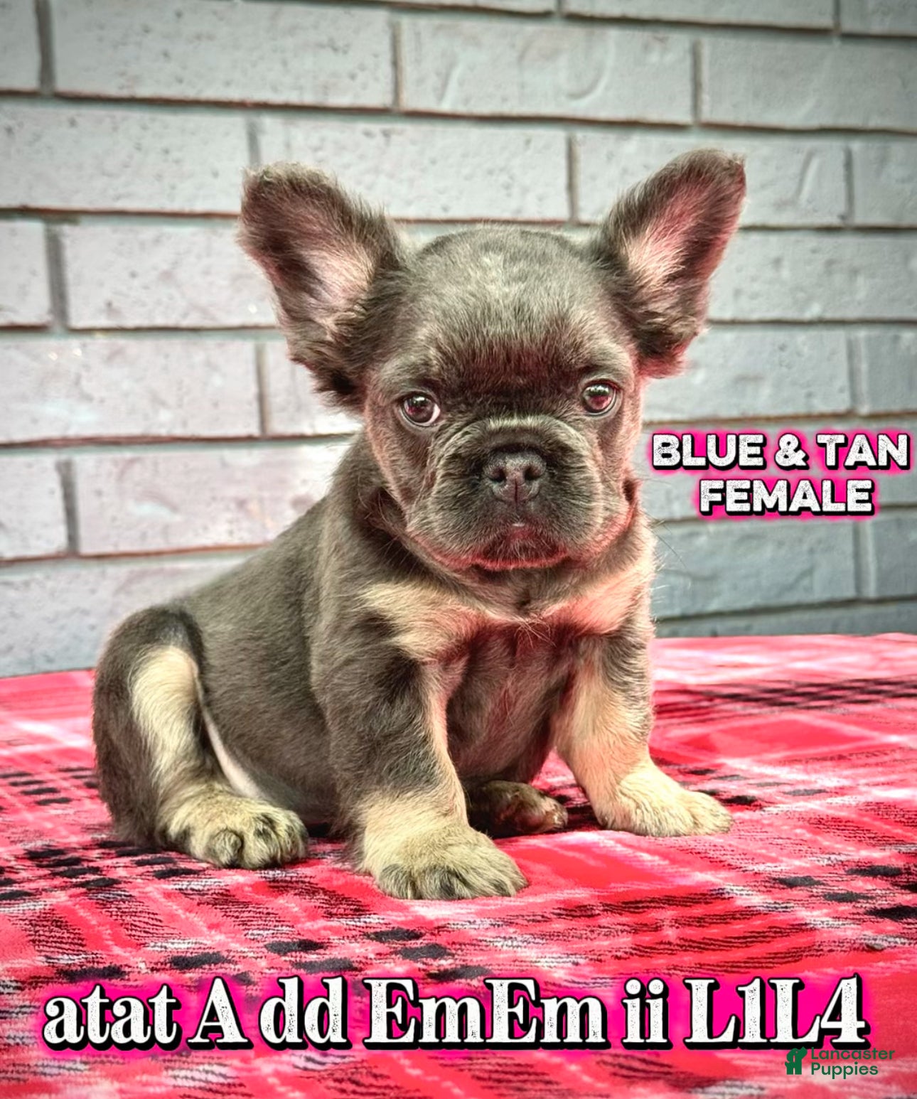 French Bulldog dogs French Bulldog Puppy 2 - Ad 1