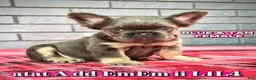 French Bulldog dogs for sale: French Bulldog Puppy 2 - Ad 1