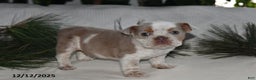 Beabull dogs for sale: Poinsetta - Ad 1