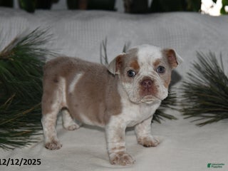 Beabull dogs Poinsetta - Ad 2