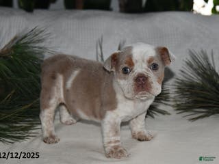 Beabull dogs Poinsetta - Ad 36