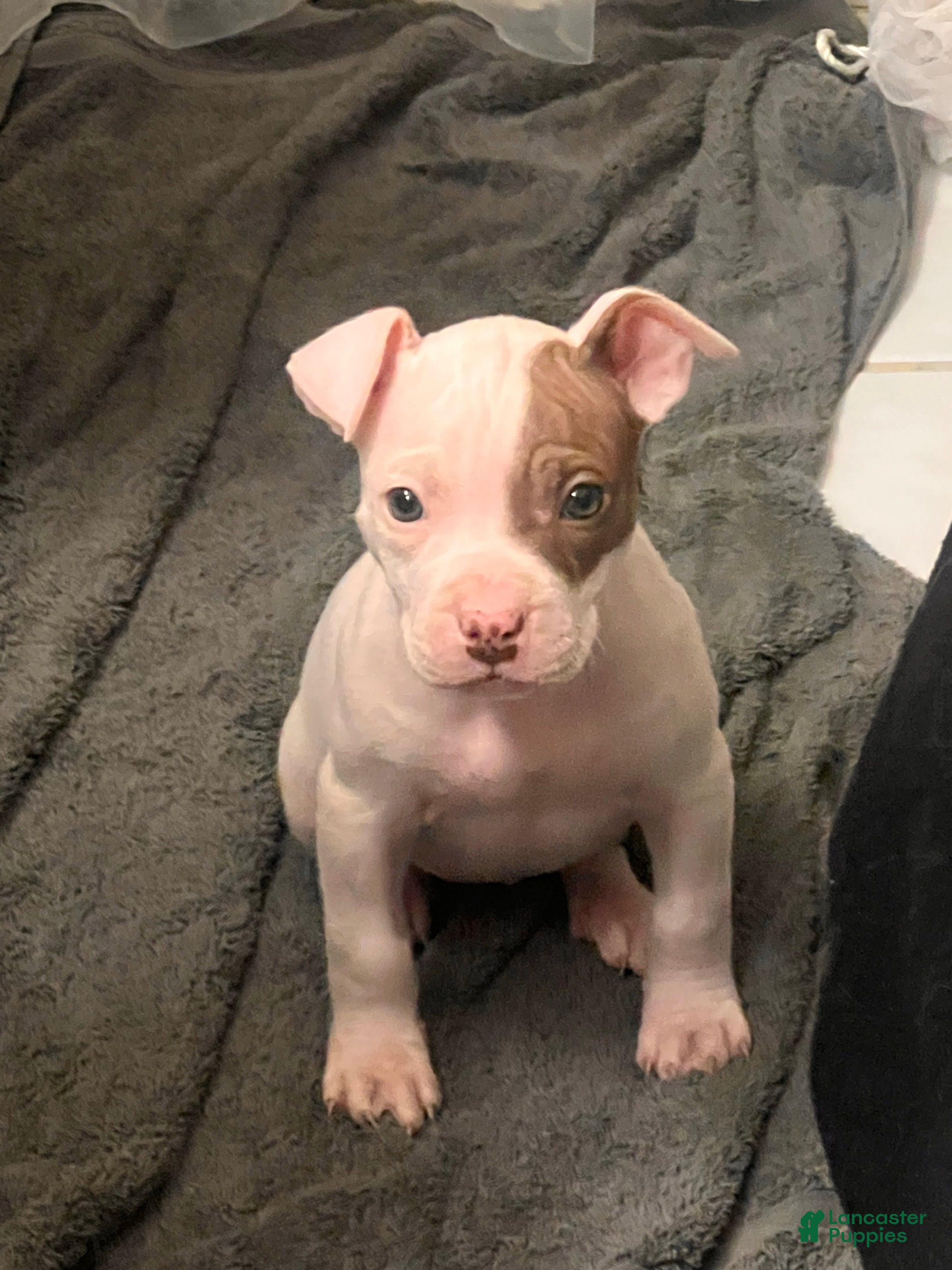 American Bully dogs Lindsey - Ad 41