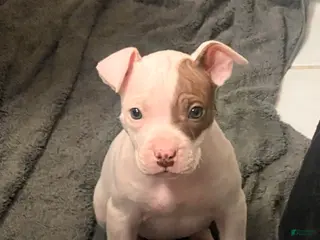 American Bully dogs Lindsey - Ad 41