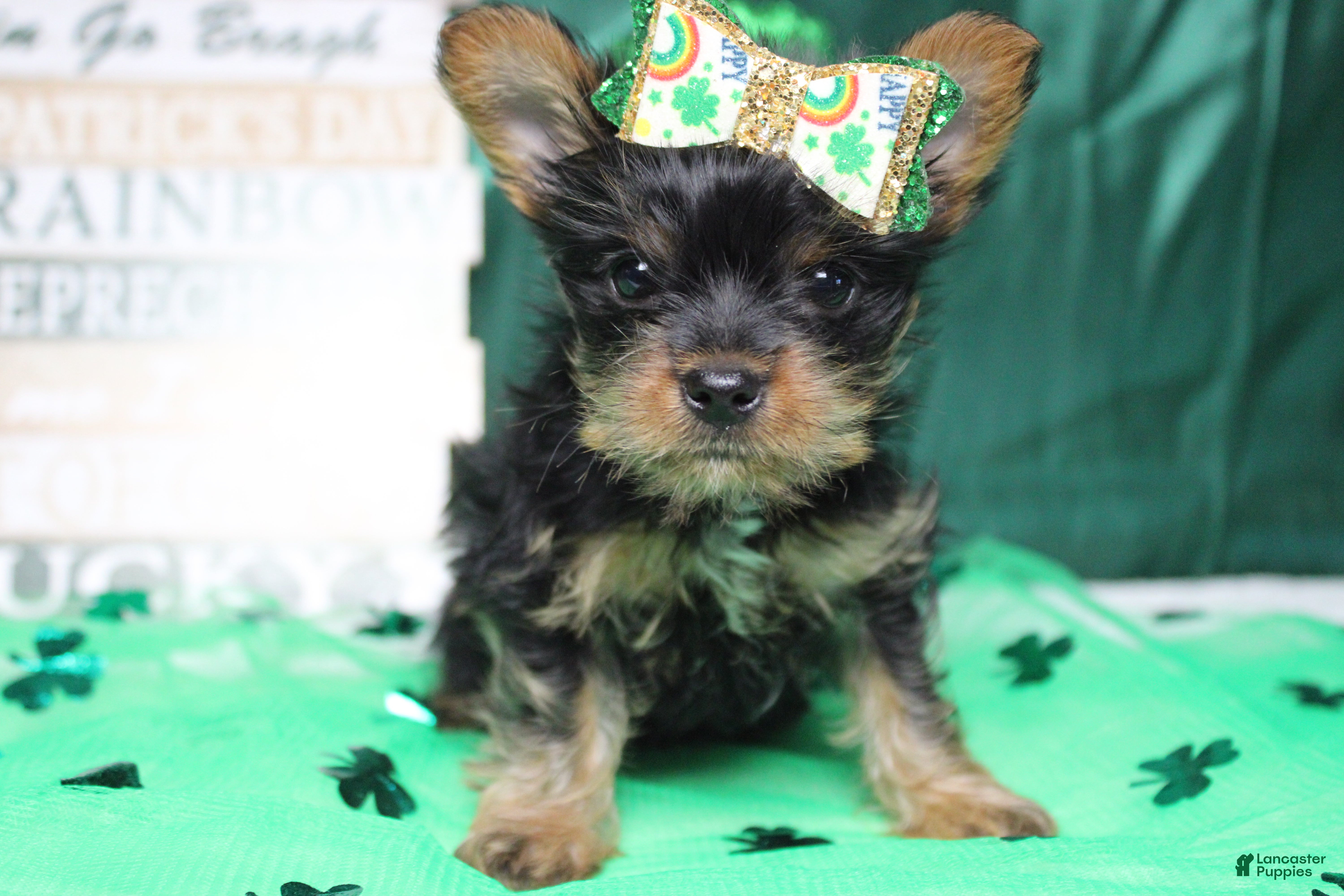 Yorkshire Terrier dogs Juliana - Ad 11