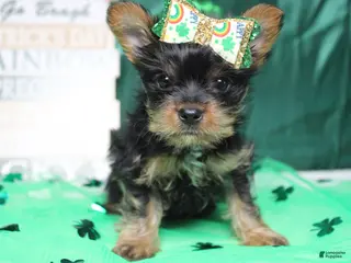 Yorkshire Terrier dogs Juliana - Ad 11