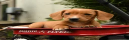 Mixed Breed dogs for sale: Almond - Ad 4