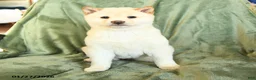 Shiba Inu dogs for sale: Sally - Ad 1