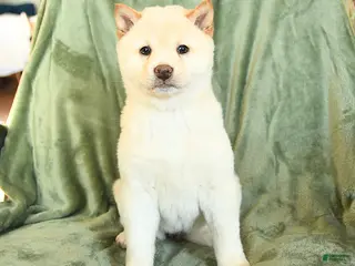 Shiba Inu dogs Sally - Ad 42