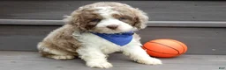 Cockapoo dogs for sale: Royal - Ad 5