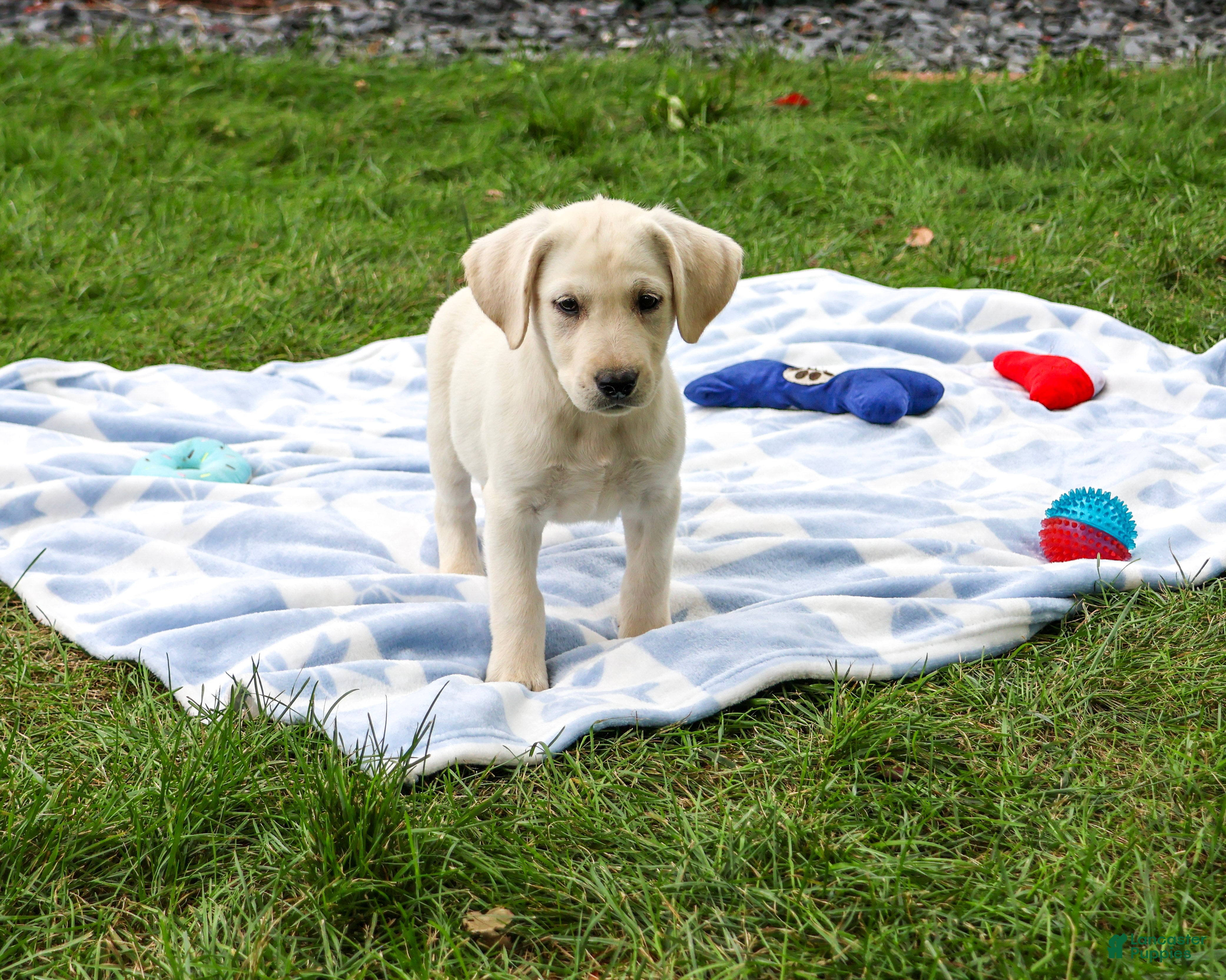Labrador Retriever dogs Rambo - Ad 2