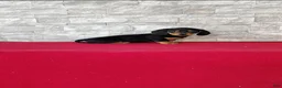 Miniature Dachshund dogs for sale: Kassandra - Ad 8