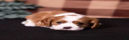 Cavalier King Charles Spaniel dogs for sale: Talon - Ad 6