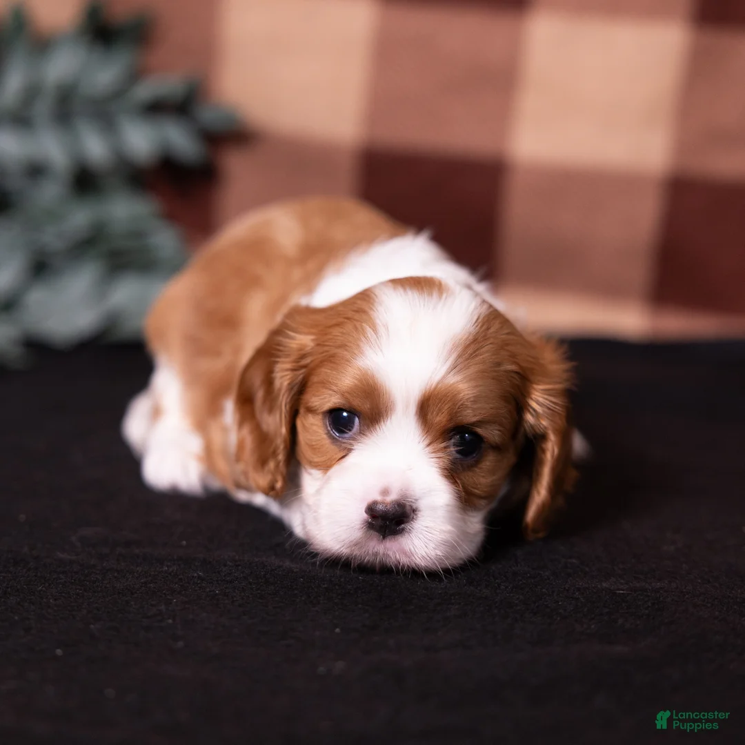 Cavalier King Charles Spaniel dogs for sale: Talon - Ad 6