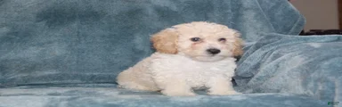 Sammie 