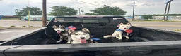 Siberian Husky dogs for sale: Annie Grace - Ad 6