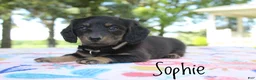 Miniature Dachshund dogs for sale: Sophie - Ad 3
