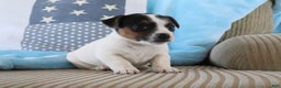 Jack Russell Terrier dogs for sale: Sabrina  - Ad 2