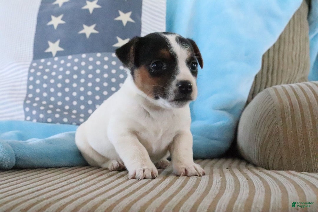 Jack Russell Terrier dogs for sale: Sabrina  - Ad 2