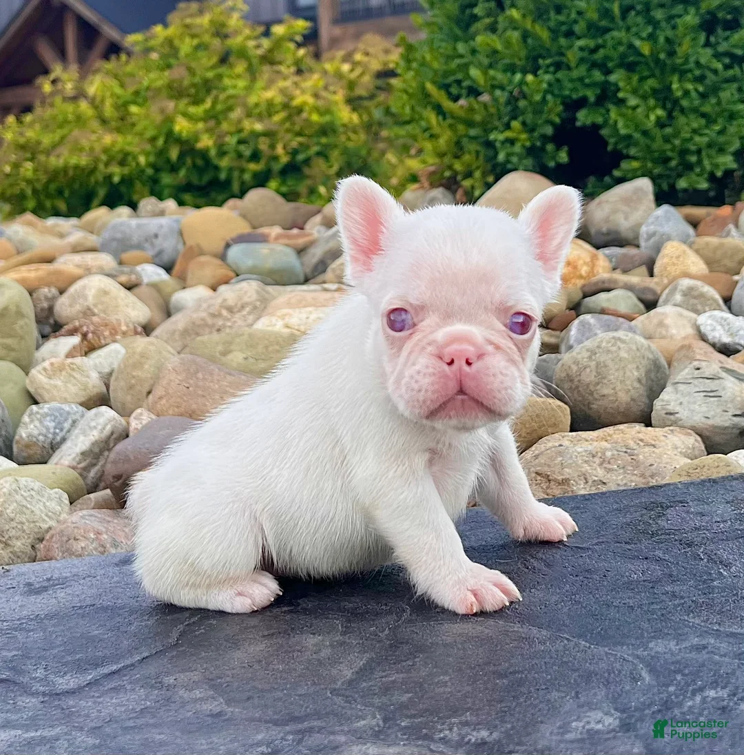French Bulldog dogs for sale: Ariel Pink - Ad 2