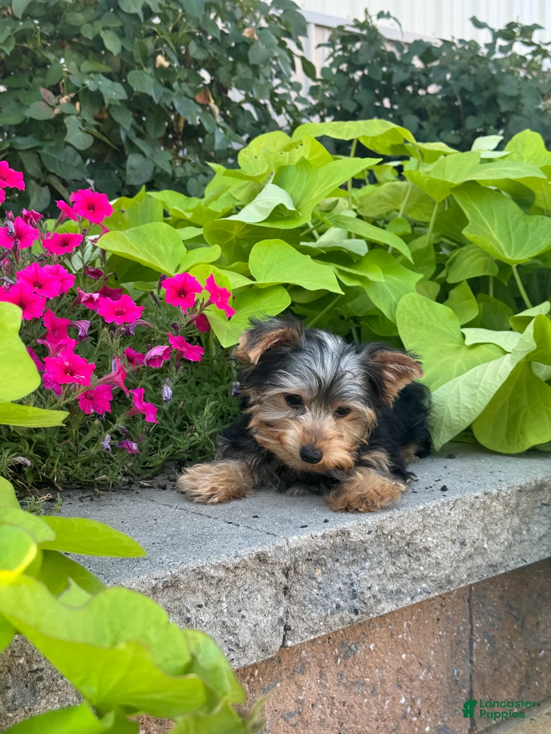 Yorkshire Terrier dogs for sale: Yeti - Ad 3