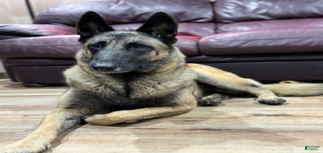 Gallery Image {{count}}