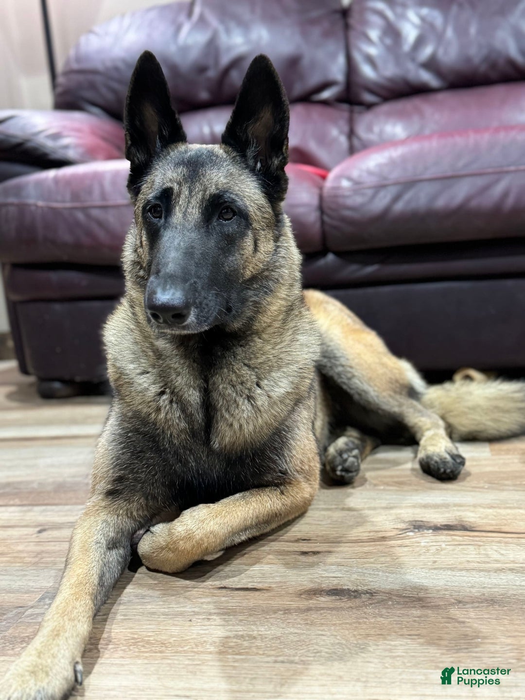 Gallery Image {{count}}