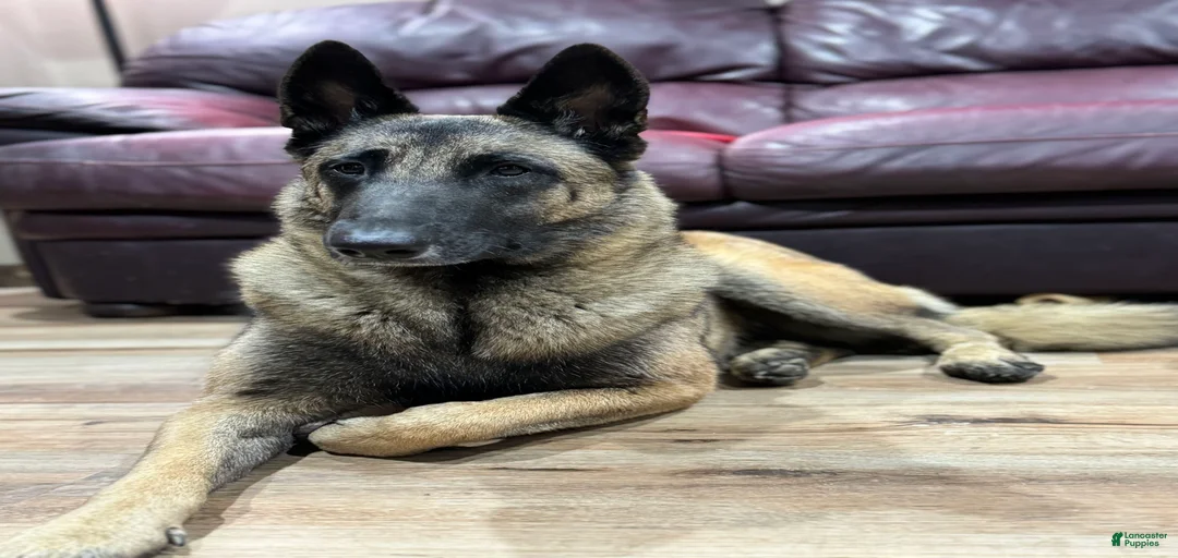 Gallery Image {{count}}