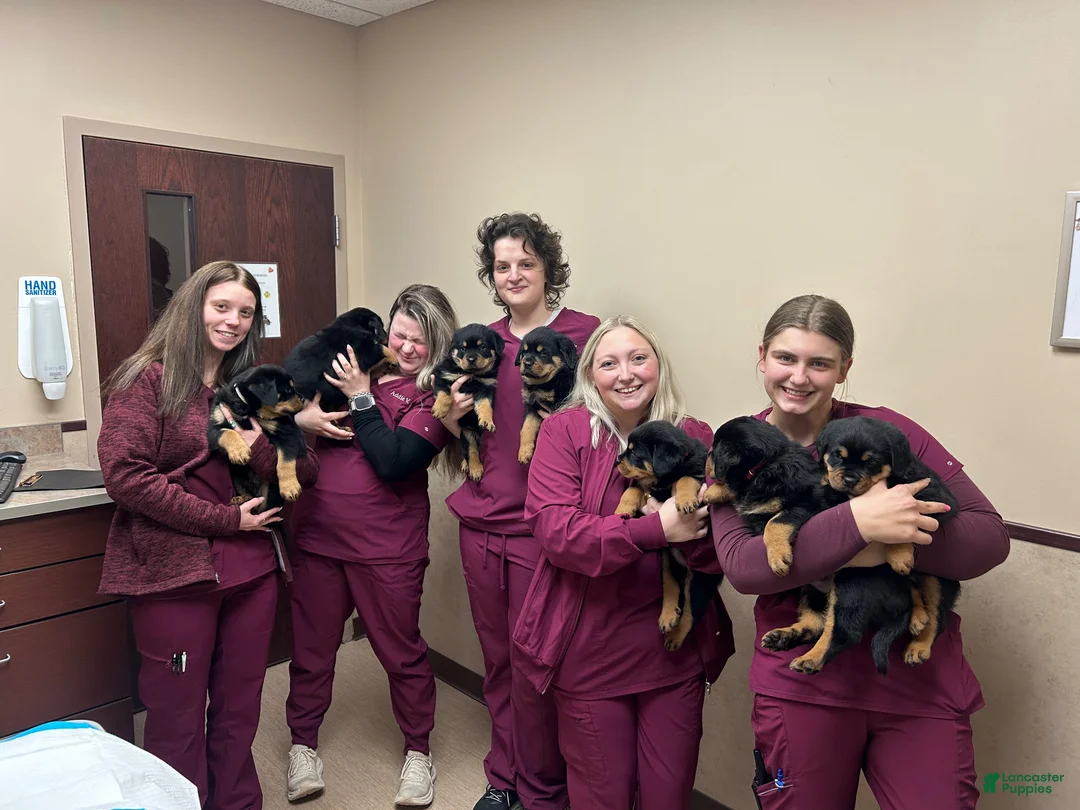Rottweiler dogs for sale: Rottweiler Puppy 1 - Ad 4