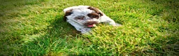 Havapoo dogs for sale: Chippy - Ad 19
