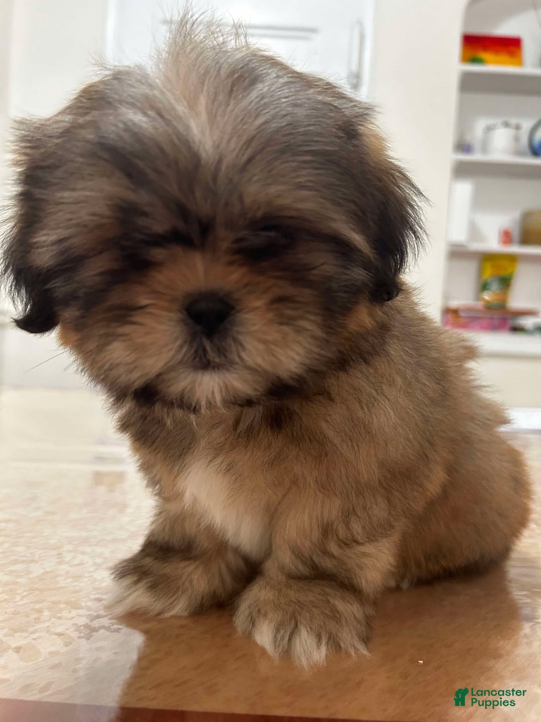 Shih Tzu dogs for sale: Jen Jen - Ad 2
