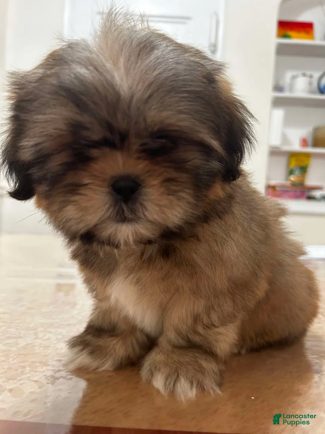 Shih Tzu dogs for sale: Jen Jen - Ad 2