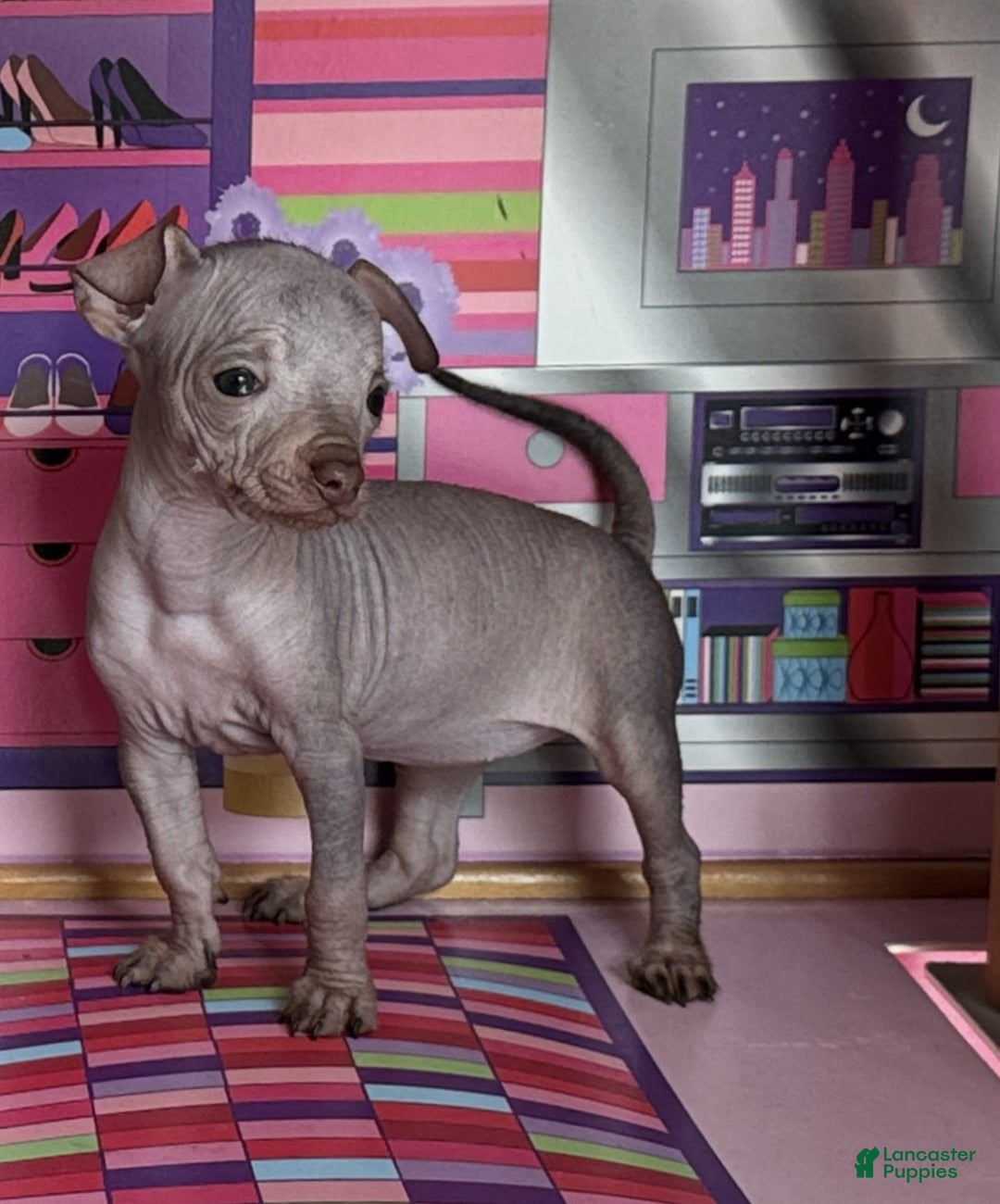 Mixed Breed dogs for sale: Cleopatra  - Ad 102