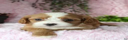 Cavapoo dogs for sale: Cavapoo 4 - Ad 3