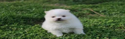 Pomeranian dogs for sale: Charlie  - Ad 3
