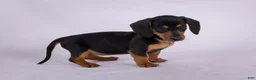 Miniature Dachshund dogs for sale: Patsy - Ad 2