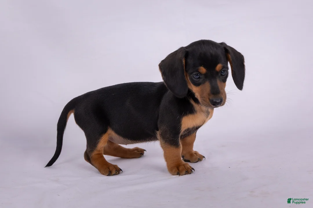 Miniature Dachshund dogs for sale: Patsy - Ad 2