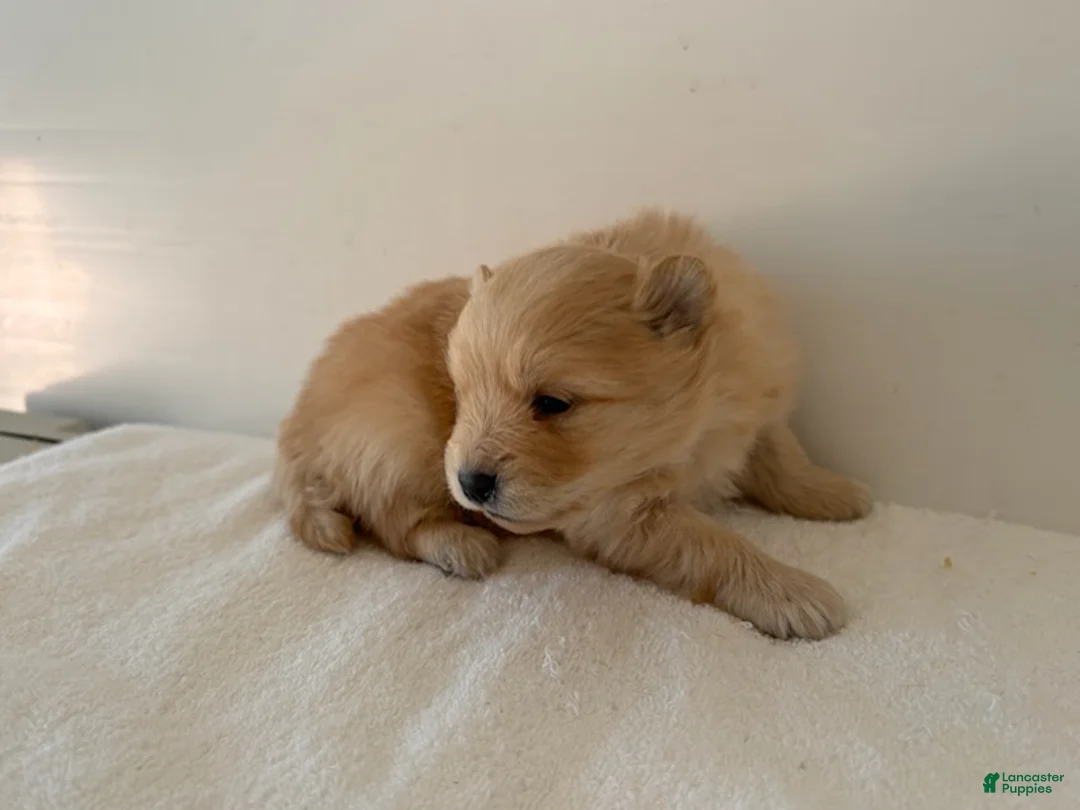 Pomeranian dogs for sale: Lettie - Ad 5