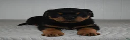 Rottweiler dogs for sale: Riley - Ad 6